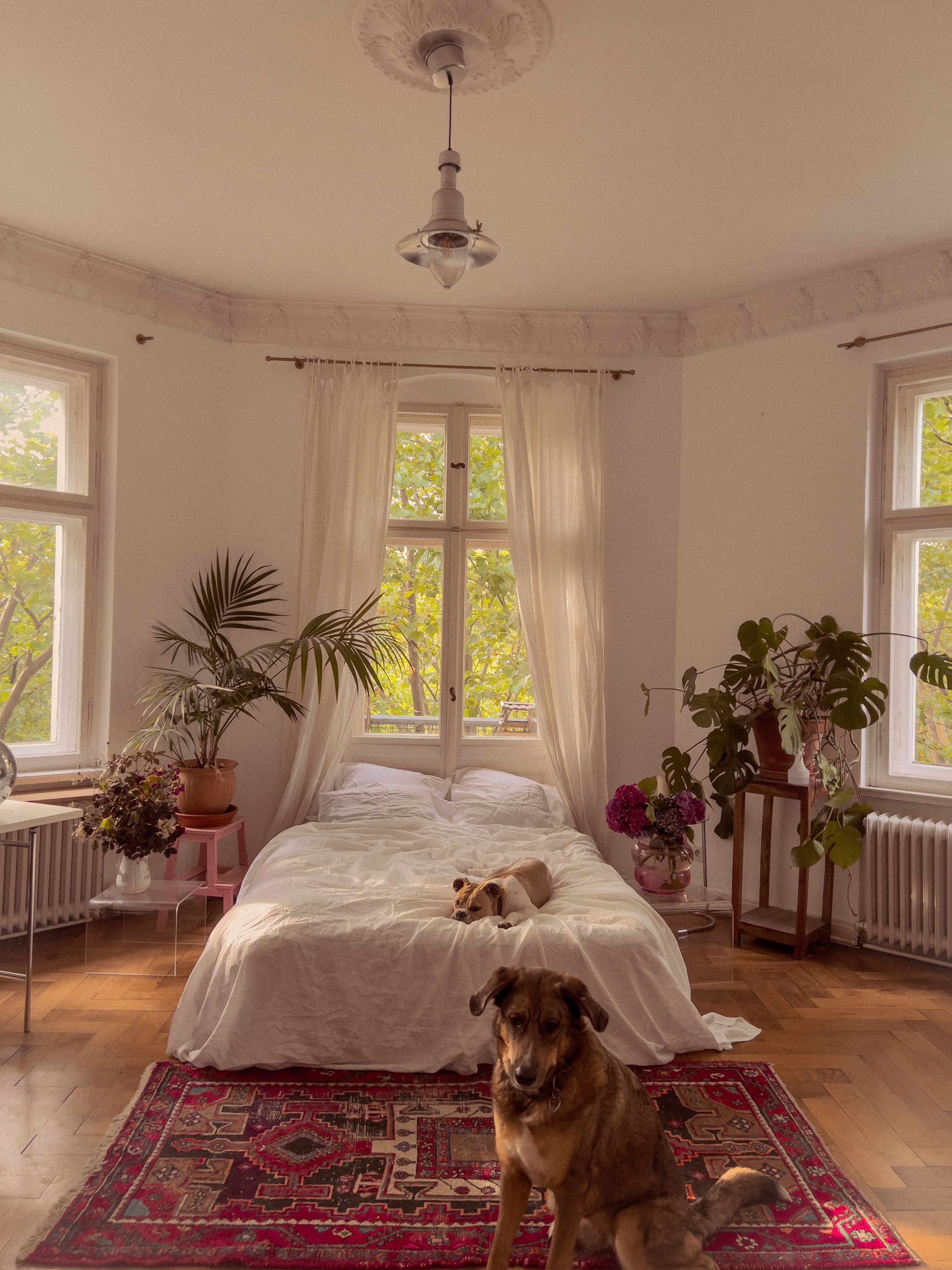 Is It Bad to Sleep With Your Pet? We Asked an Expert Bed Threads