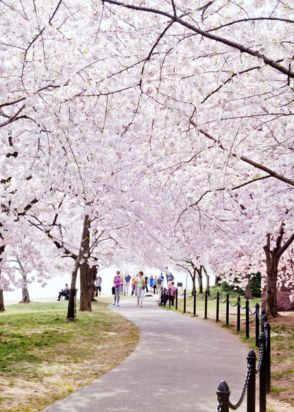 Where to See Iconic Spring Blooms in the States