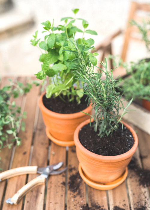 herb garden