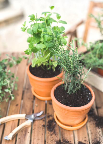 The 6 Easiest Herbs and Vegetables to Grow at Home (No Matter How Small Your Space)