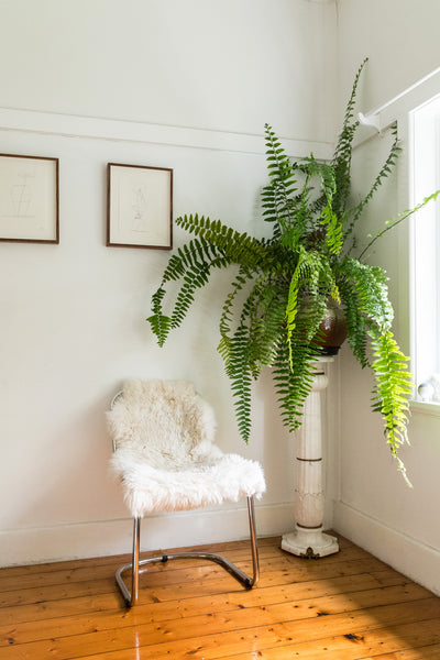 How to Grow an Indoor Jungle, According to Someone Who's Done It