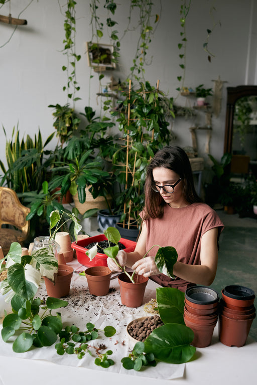 Our 9 Top Tips to Becoming the Best Plant Parent You Can Be