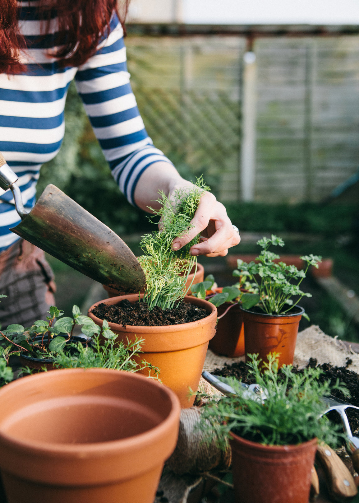 How to Start Your Own Herb Garden at Home in 5 Easy Steps – Bed Threads